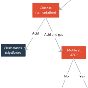 Bacteria Diachotomous Key Template